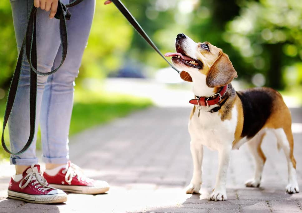 Dog walking