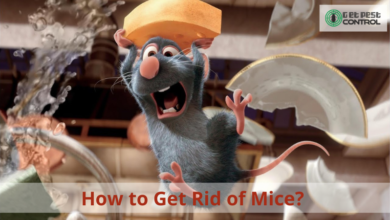 Photo of How to Get Rid of Mice?