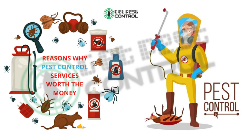 Top Reasons Why Pest Control Services Worth The Money