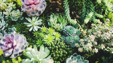 Photo of Health Benefits of Having Succulents & Cacti in Your Home