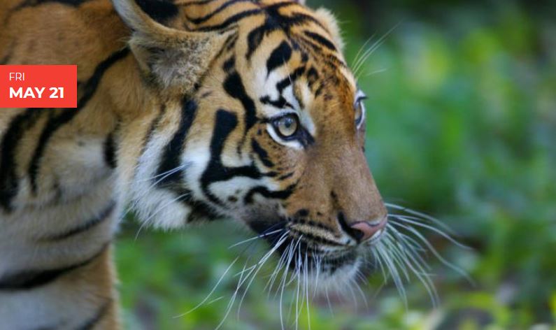 National Endangered Species Day
