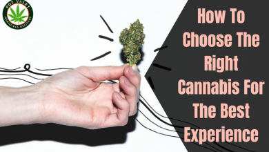 Photo of How to Choose the Right Cannabis for The Best Experience
