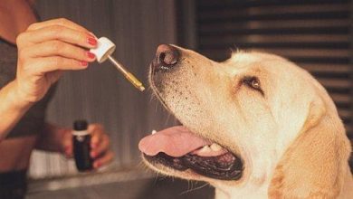 Photo of 5 Reasons Why People give CBD to Elderly Dogs