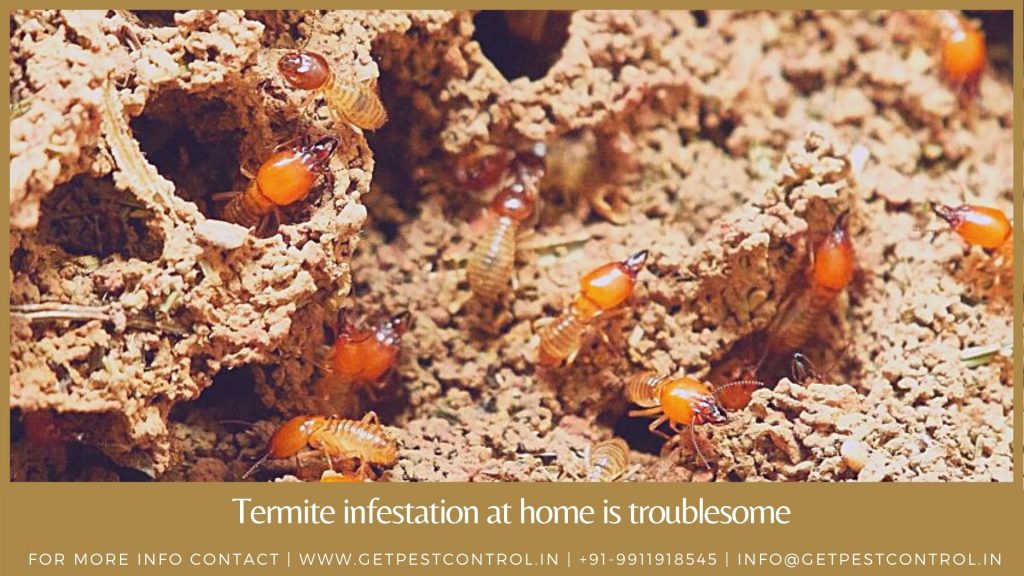 termite infestation at home is troublesome