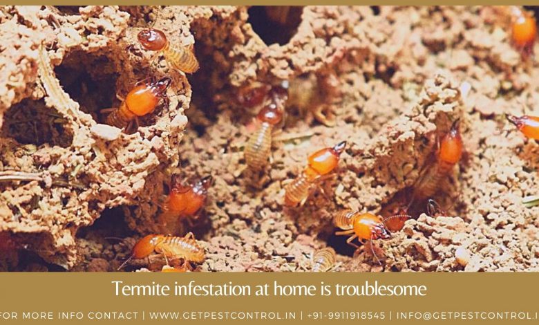termite infestation at home is troublesome
