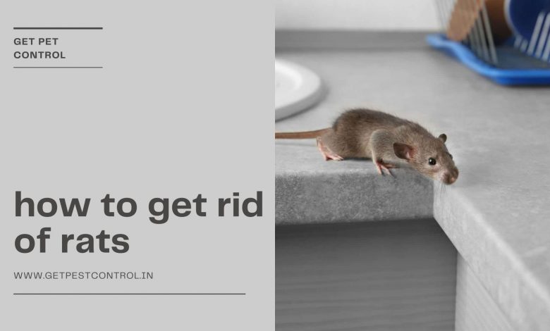 Effective ways to keep rat infestation at bay