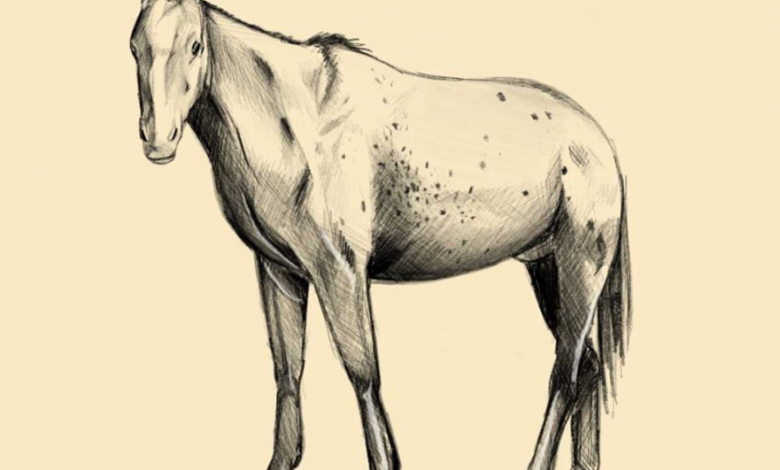 draw a horse