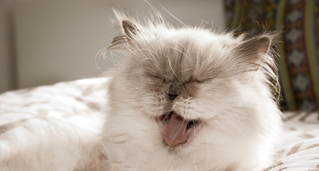 Persian cat