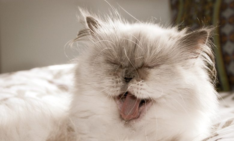 Persian cat