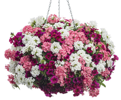 flower baskets- Best and Innovative Gifts & Flower Baskets