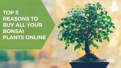 Photo of Top 5 Reasons To Buy All Your Bonsai Plants Online