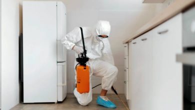 Photo of How to Prevent Pest Infestation in Your Home