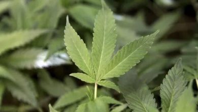 Photo of Top 5 Common Concerns Of Medical Marijuana In Pennsylvania