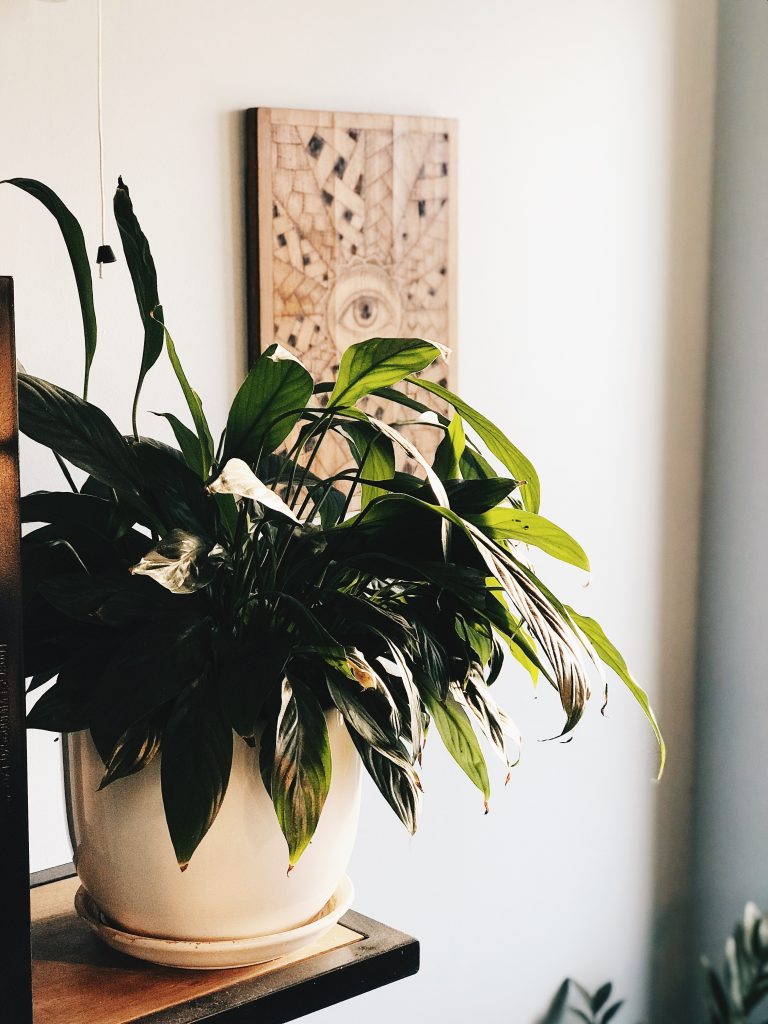 peace lily plant