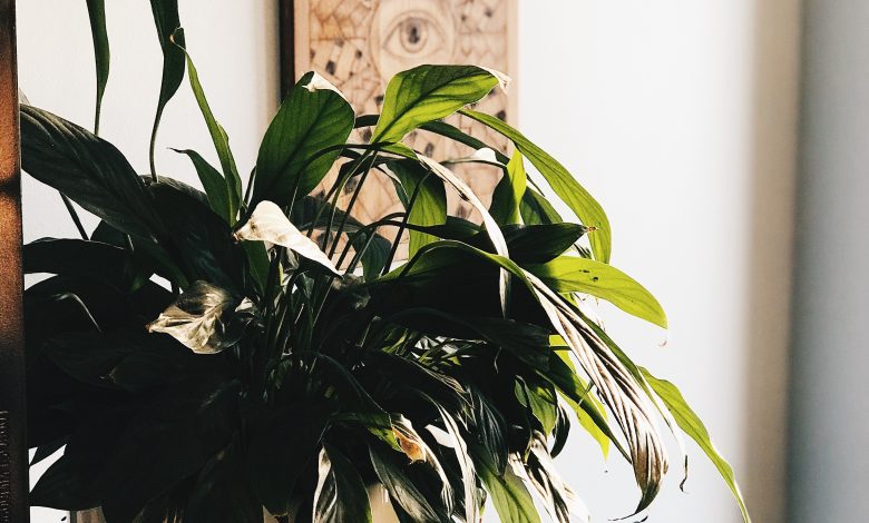 peace lily plant