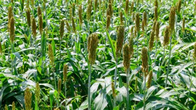 Photo of Top 4 Practical Health Benefits Of Consuming Sorghum Seeds