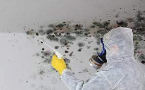 Photo of Mold Problems and Solutions