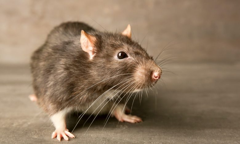 Rats Pest Control near me