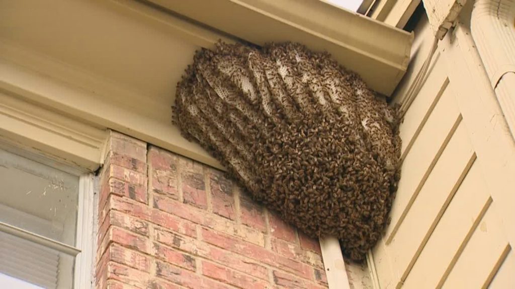 bee hive removal near me