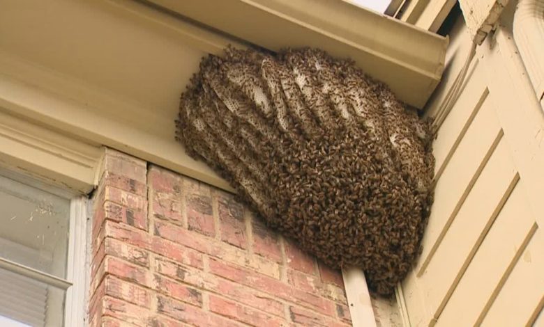 bee hive removal near me