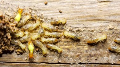 Photo of Damages Done By Termites And How You Can Prevent Them