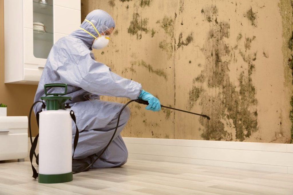 termites Inspections brisbane