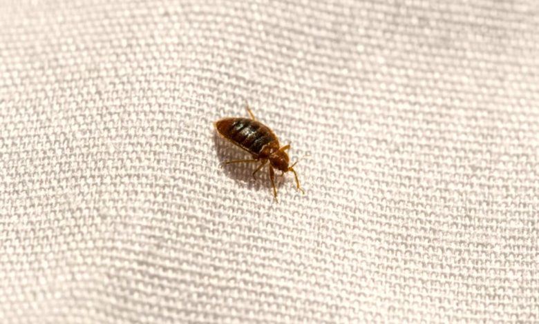 best bed bug exterminator near me