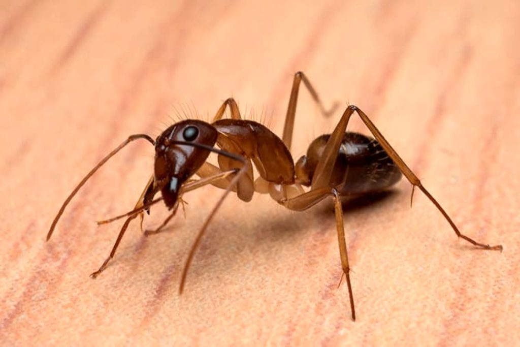 local ants pest control