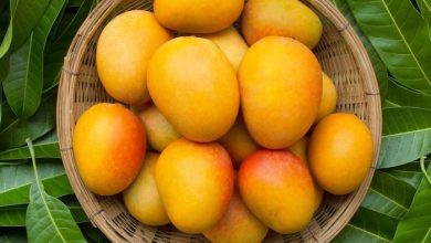 Photo of All You Should Know About Kesar Mango