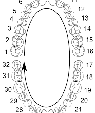 Photo of Tooth Chart Numbers: A Reference Guide