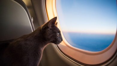 Photo of Delta Airlines Flights Pet Policy In The Middle Seat