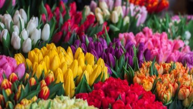 Photo of All About Tulips!