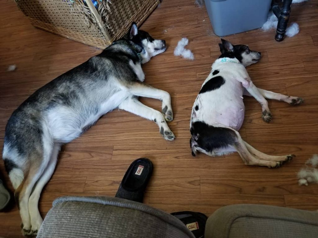 chihuahua husky mix
