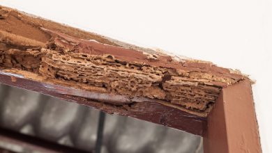 Photo of Don’t Ignore These 3 Warning Signs of Termites