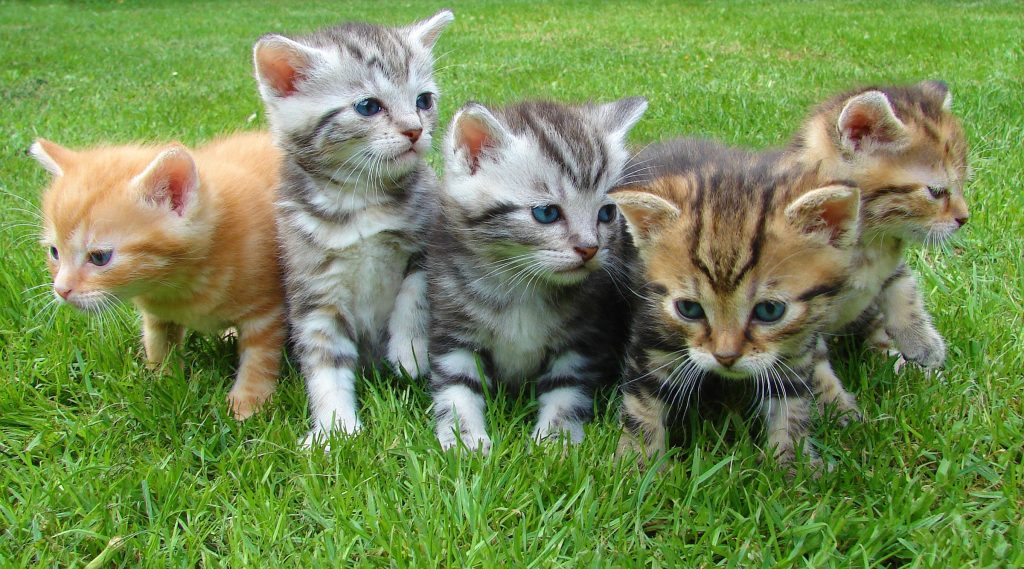 Top 10 Best Holiday Safety Tips For Cats