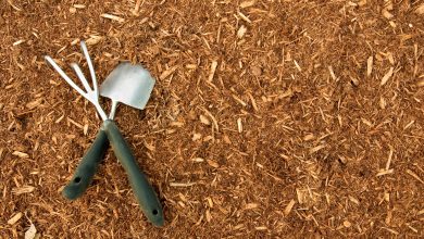 Photo of The Benefits of Mulch: 4 Important Reasons to Use Mulch in Your Garden