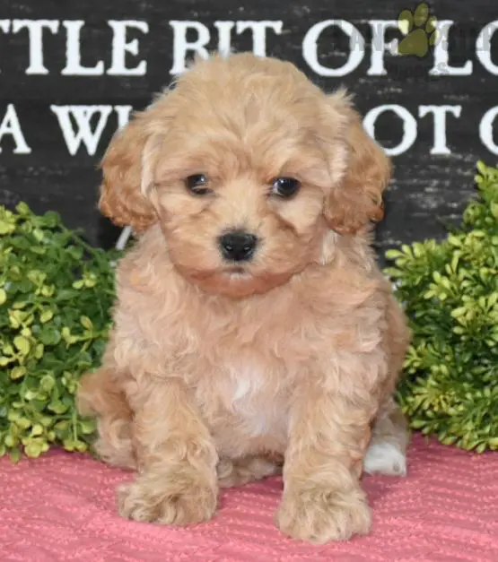 Cavapoo Puppies
