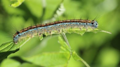 Photo of 5 Common Garden Pests and How to Deal With Them