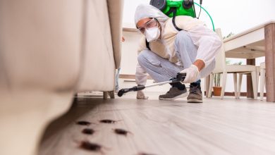 Photo of Pest Control Companies: How to Find a Pest Control Company