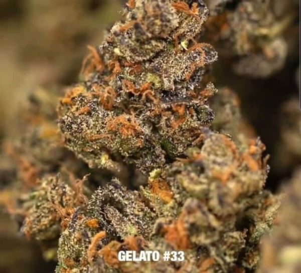 Gelato 33 Weed Strain