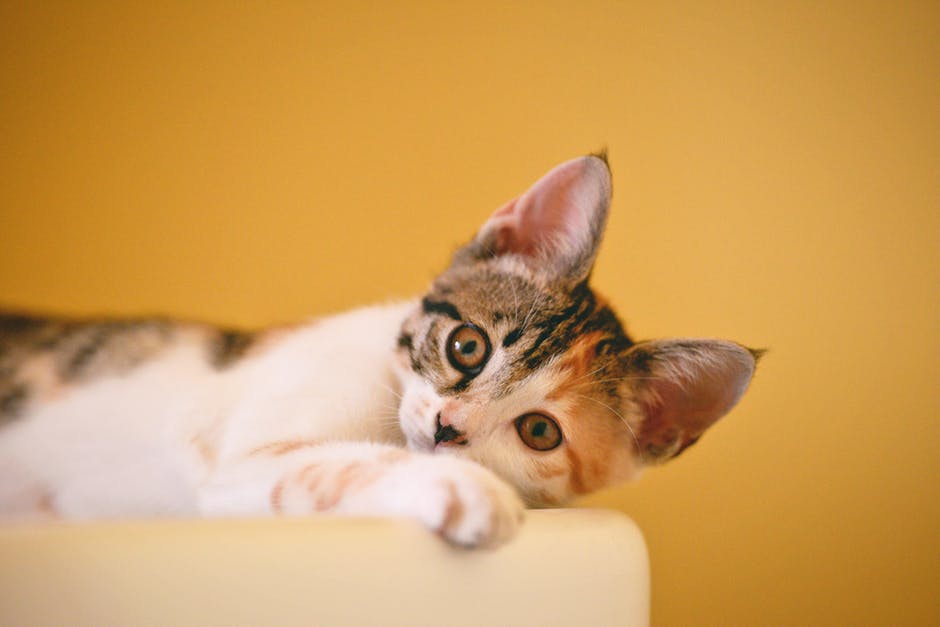 how to get rid of cat smell