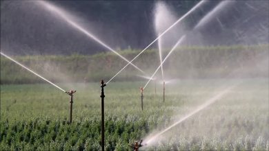 Photo of Top Advantages Of Working With A Professional Sprinkler Installation Company In Denver