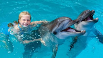 Photo of What are the known locations to enjoy swimming with Dolphins?