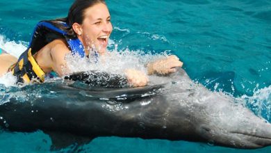 Photo of What to Expect on Dolphin Discovery Saint Kitts